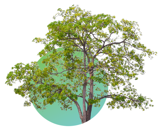 Greenrise Modroot Urban Tree Challenge Tree Element Medium