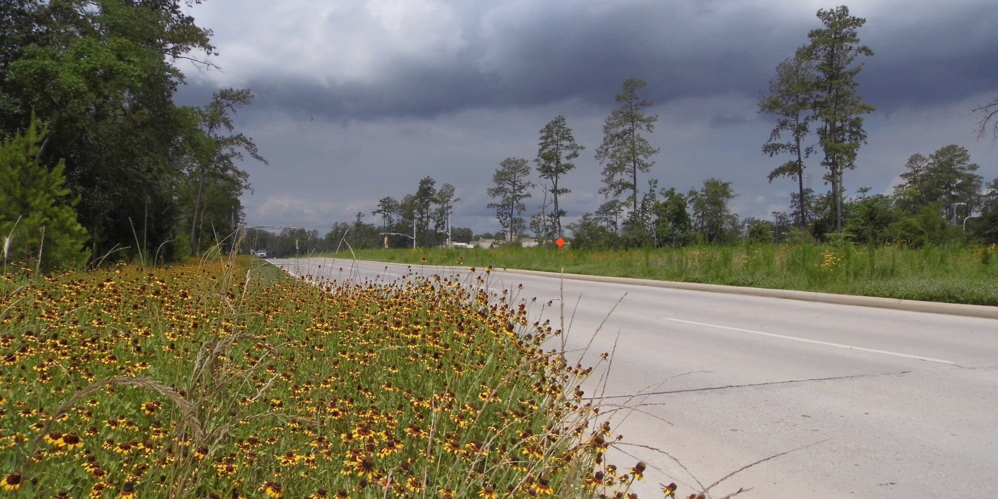 Case Study Springwoods 2