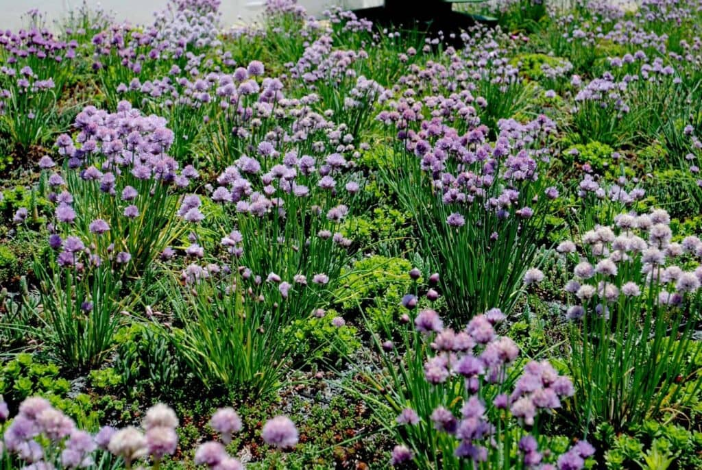 Organics Maintenance Organics Maintenance