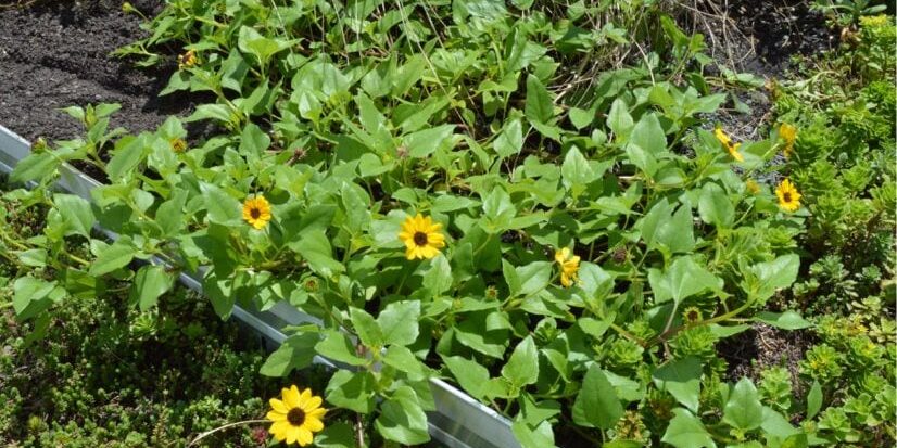 1630 2 Meeting St Local Works3