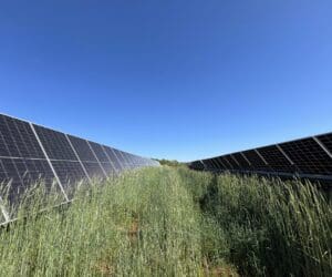 Vegetation growth on solar site