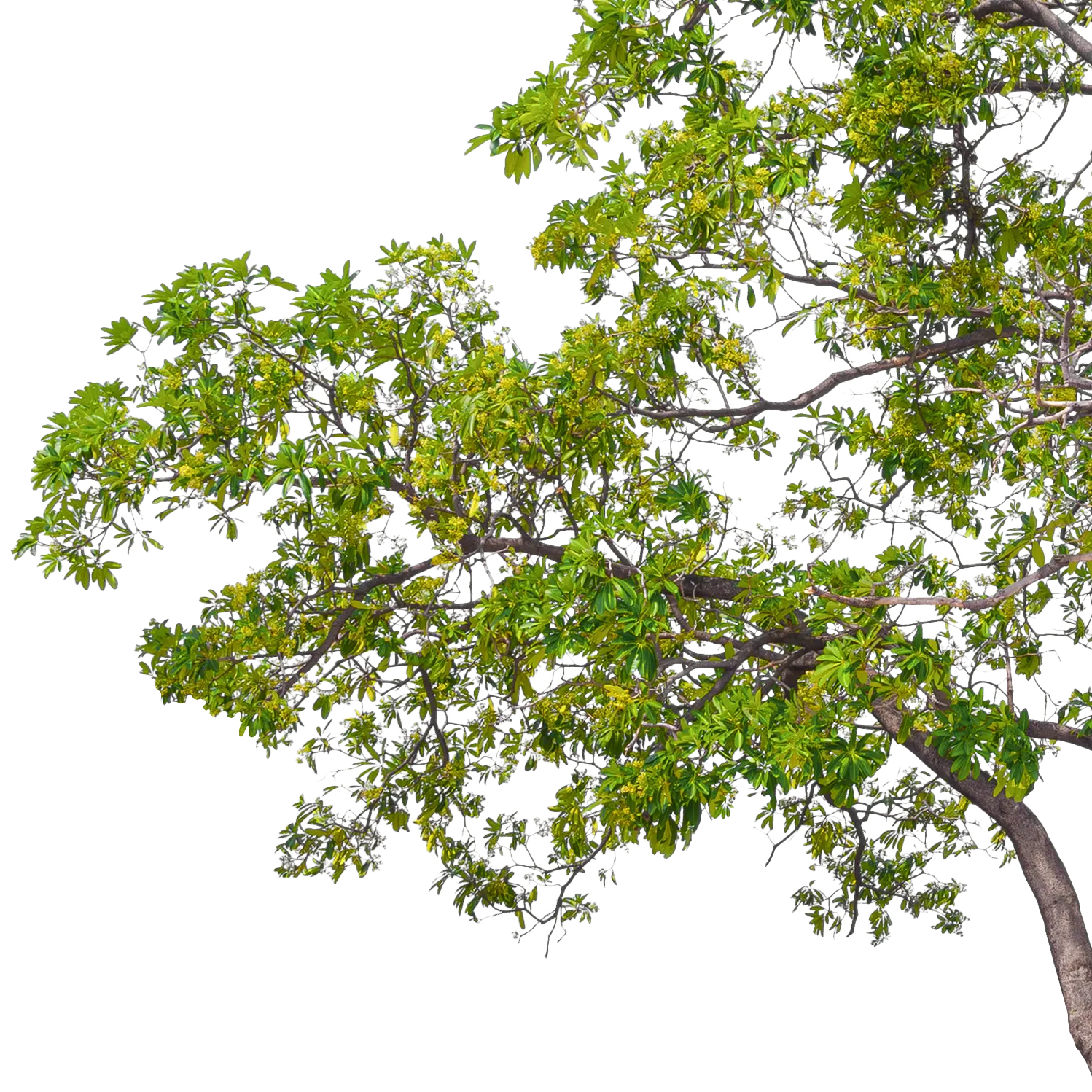 Large And Tall White Cheesewood Tree Isolated On W 2026 03 24 06 52 54 Utc