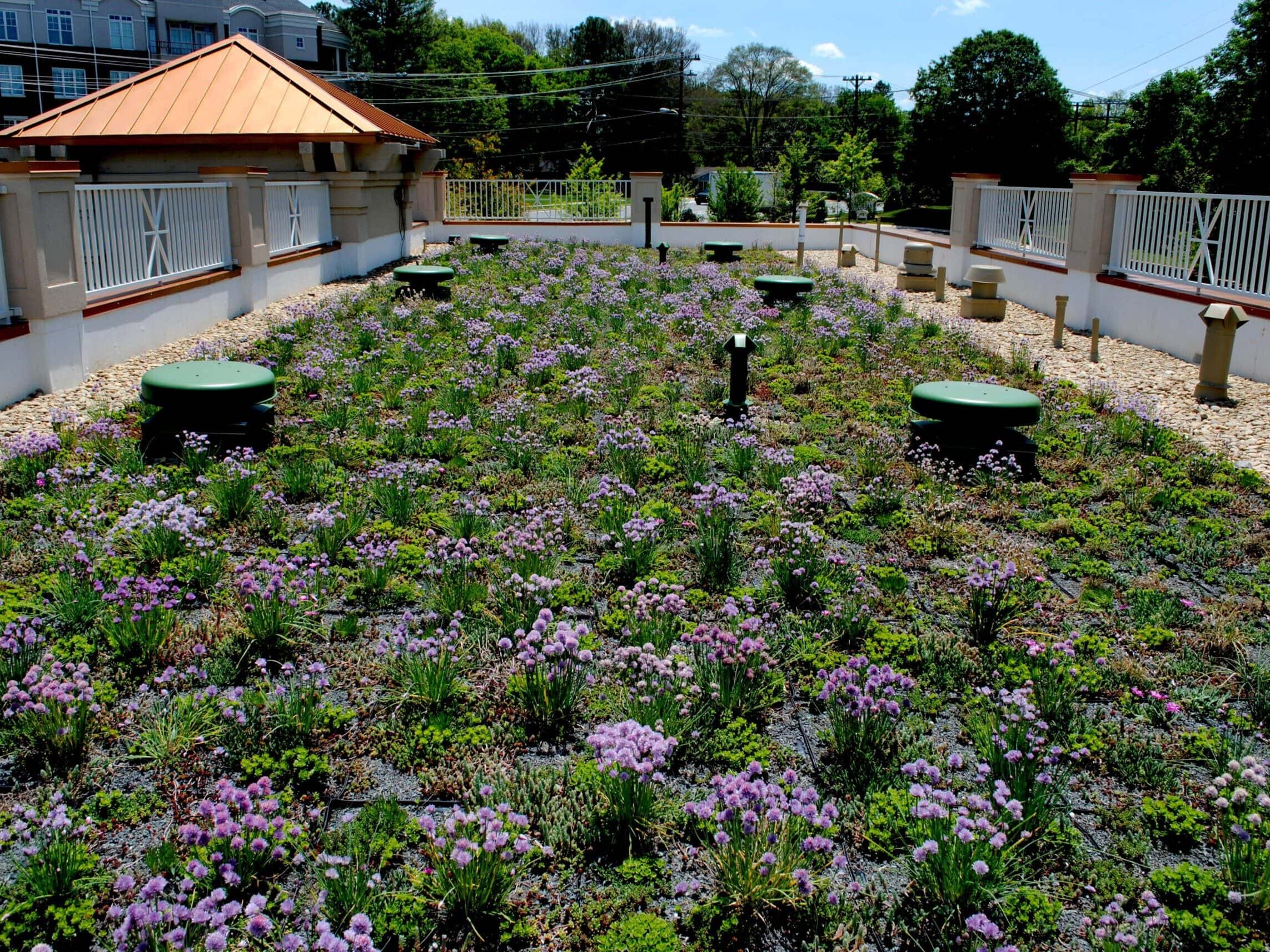 Green Roof Roll 3.jpg